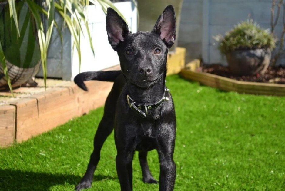 Ксолоитцкуинтли пуховая