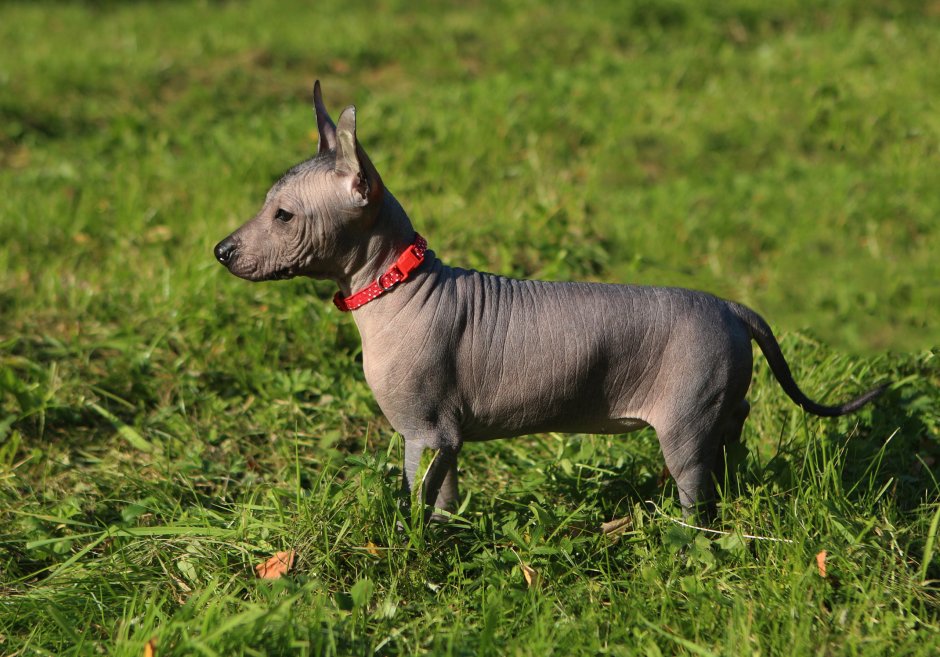 Ксоло мини собака