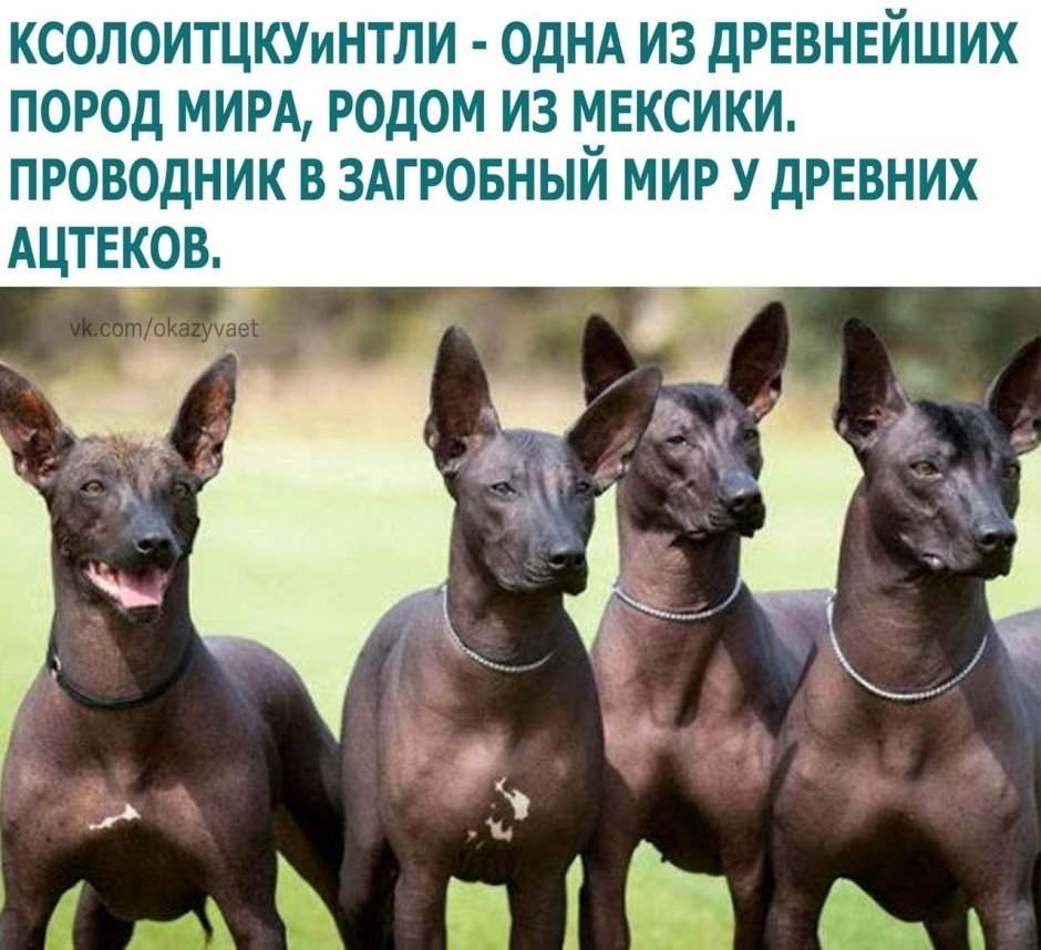 Ксолоитцкуинтли проводник в загробный мир