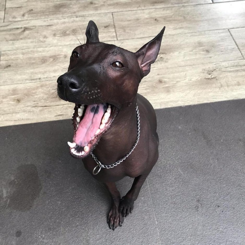 Пайпер собака породы ксолоитцкуинтли