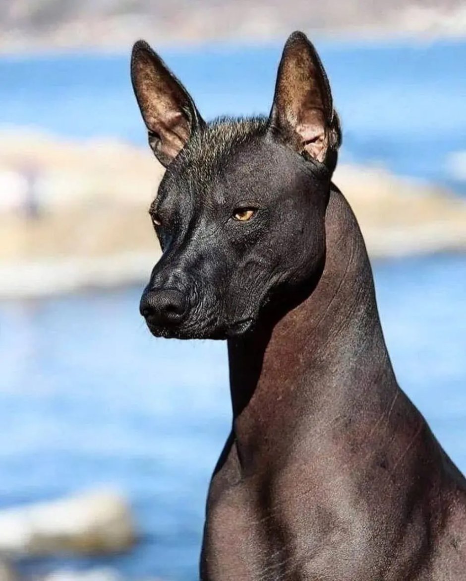 Ксолоитцкуинтли Анубиса Анубис