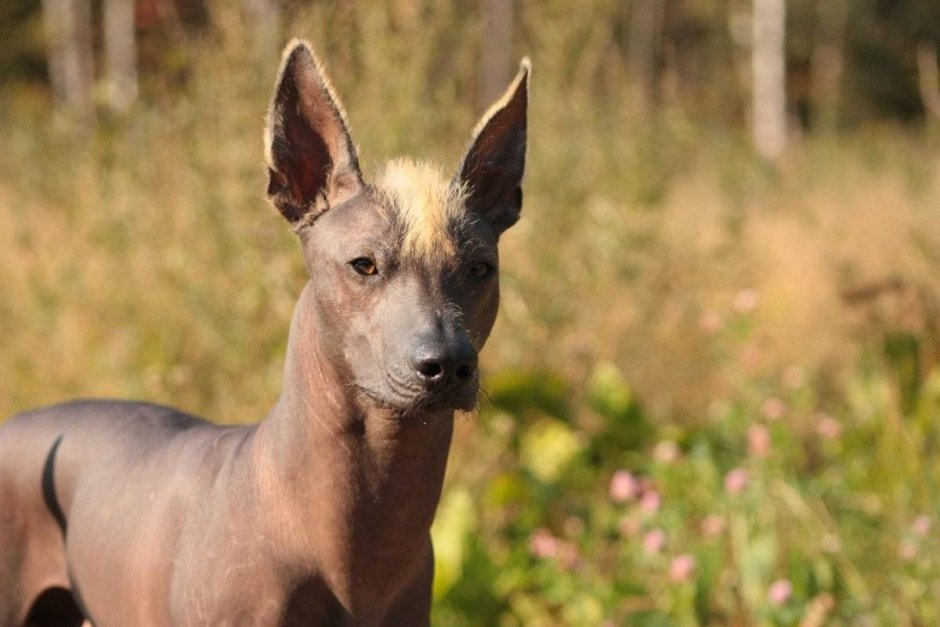 Ксоло Мексиканская хохлатая