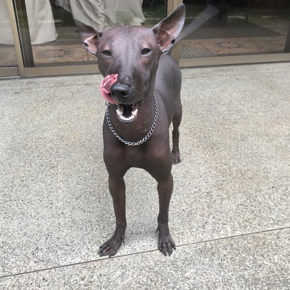 Мексиканская порода