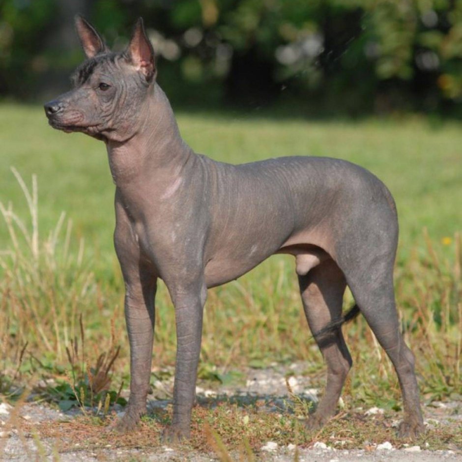 Мексиканский ксоло