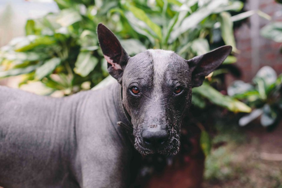 Ксолоитцкуинтли альбинос