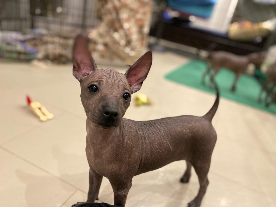 Щенки ксоло мини