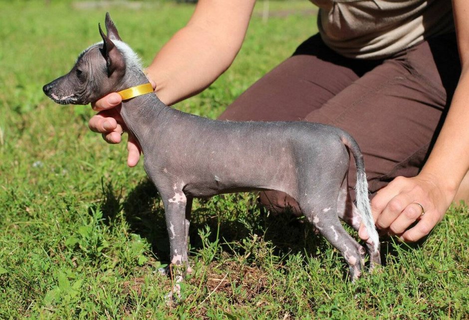 Мексиканский ксоло мини