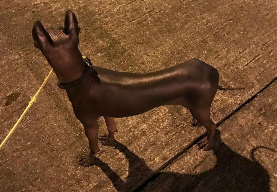 Ксолоитцкуинтли Анубиса Анубис