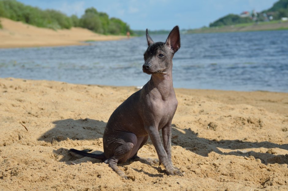 Ксоло порода собак