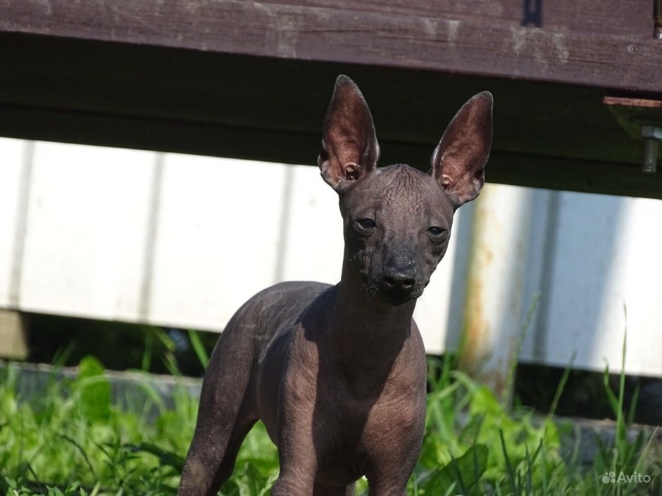 Мексиканская собака ксолоитцкуинтли мини