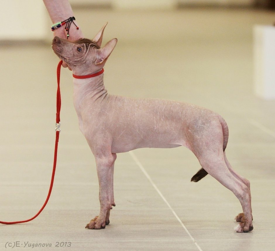 Ксолоитцкуинтли альбинос