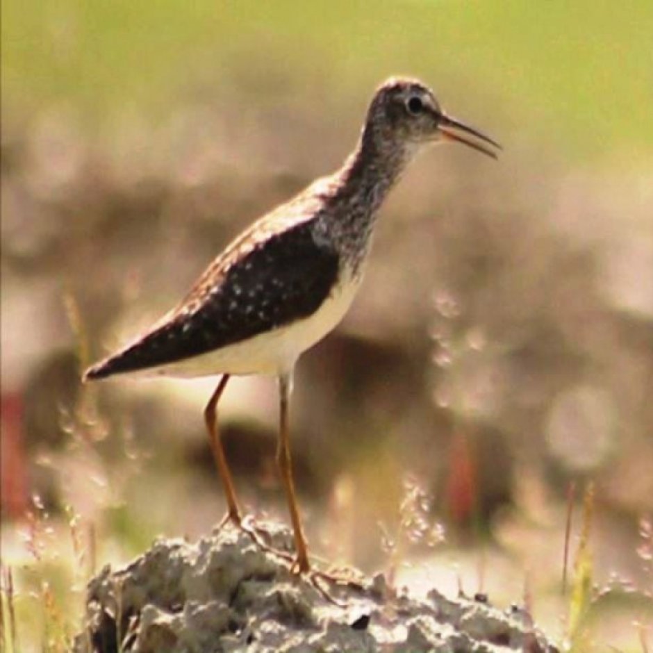 Съедобные птицы Ямала