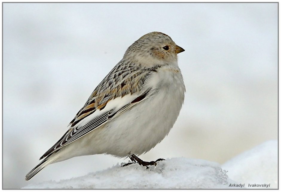 Лесные птицы Ямала