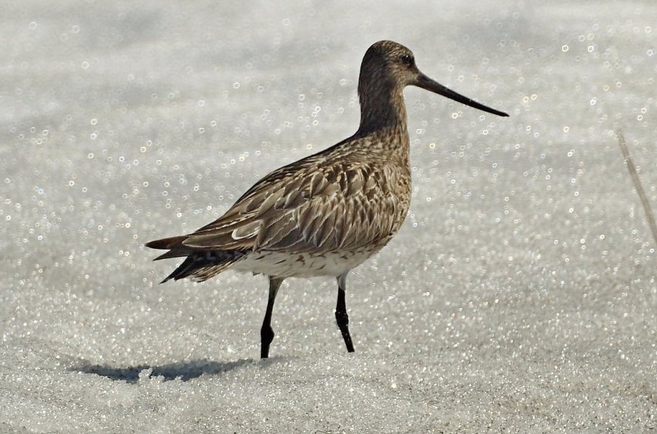 Перелетные птицы Ямала