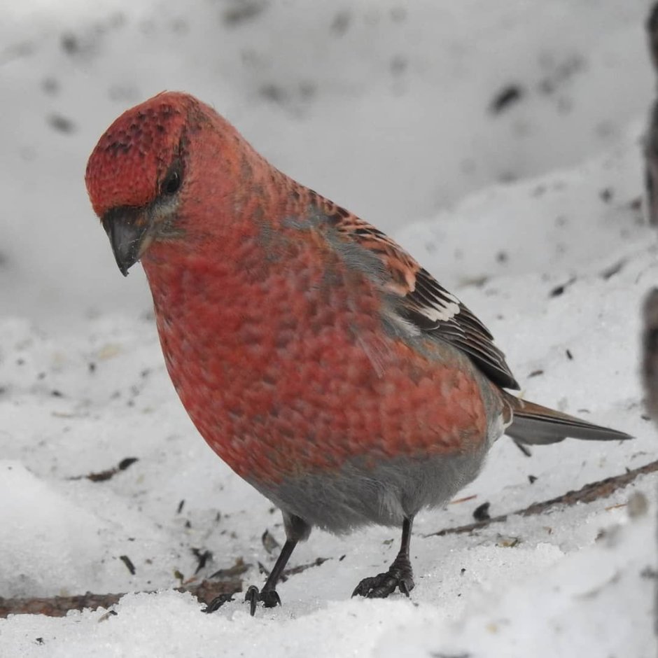 Птицы которые живут на Ямале