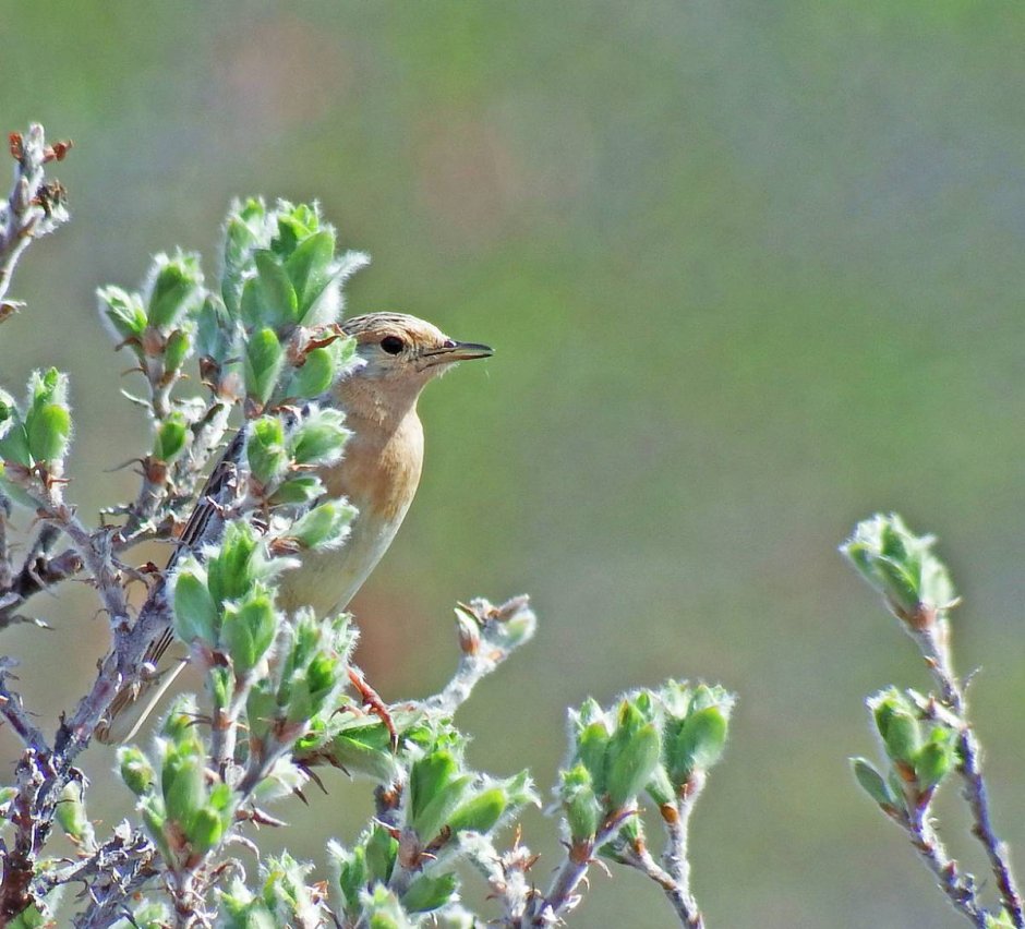 Краснозобый конек птица
