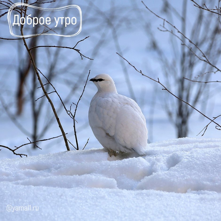Белая куропатка НАО