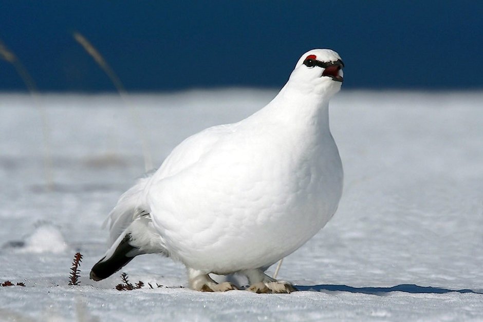 Белая Полярная куропатка