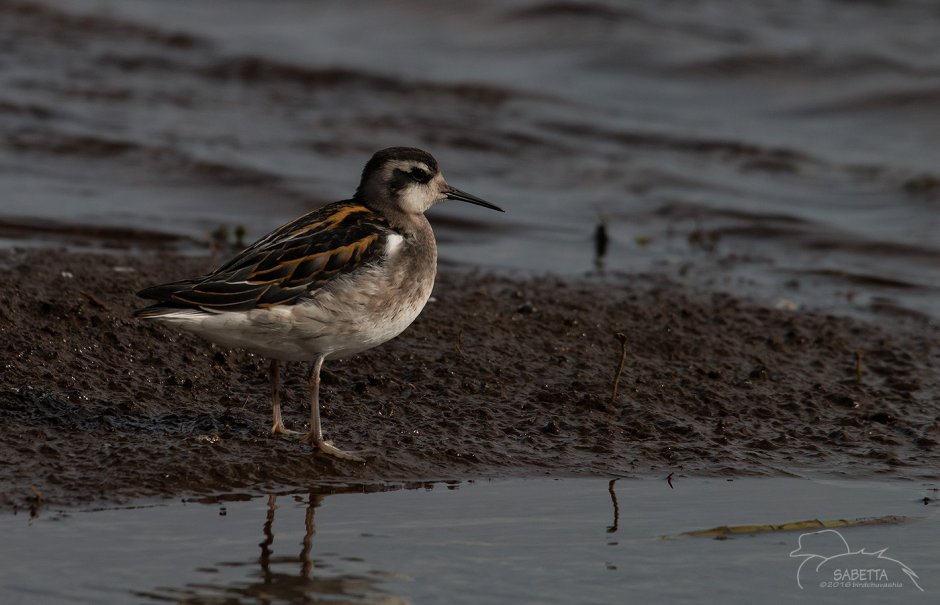 Кулик-плавунчик наш край 2 класс