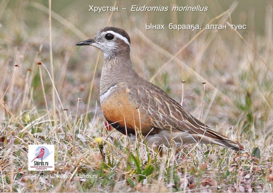 Хрустан птица