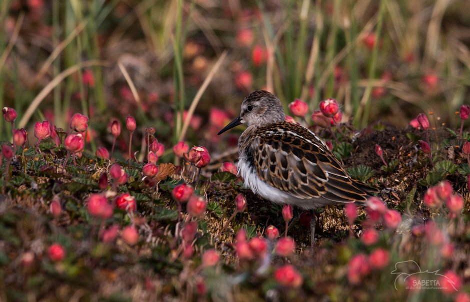 Птицы и клюква