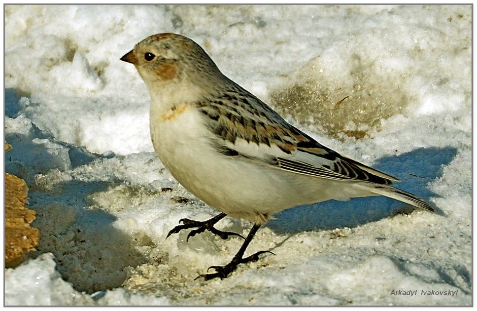 Птицы Ямала