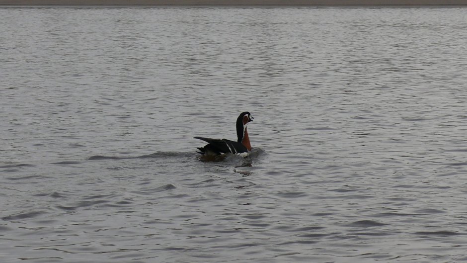 Водоплавающие птицы Ямала