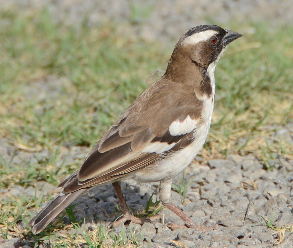 Каштановоголовый ткачиковый Воробей