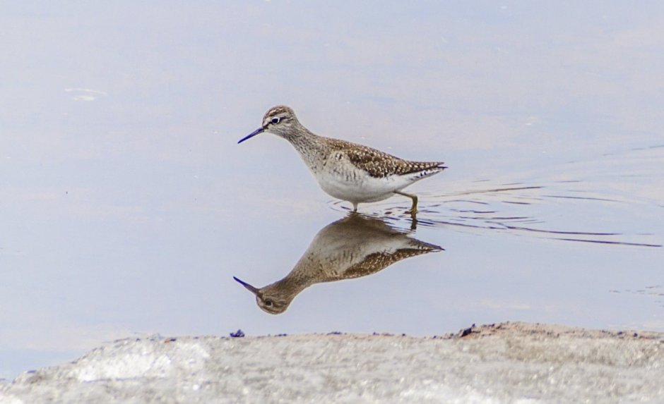 Болотный Кулик Перелетная