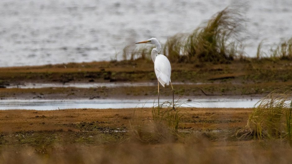 Белая цапля Калужская область