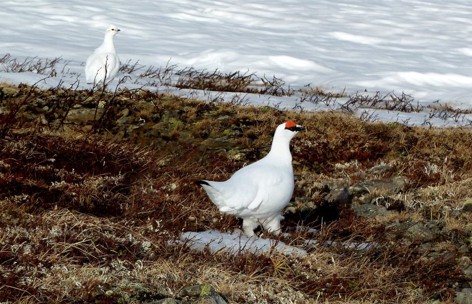 Белая куропатка в тундре