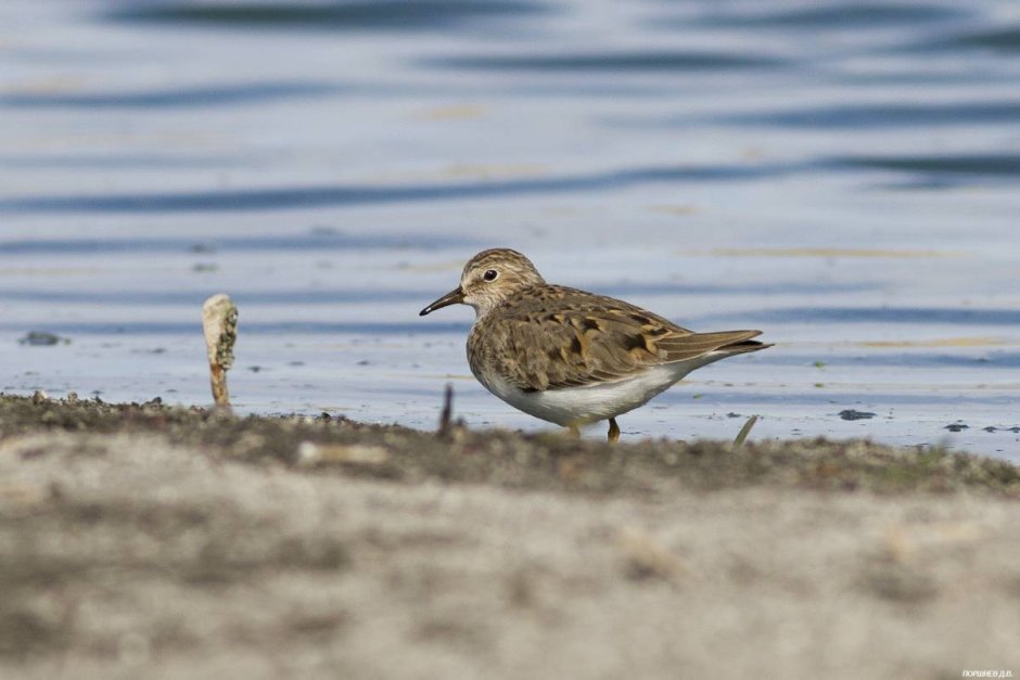 Птицы Ямала фото с названиями редкие