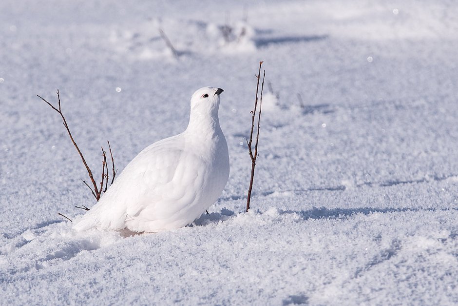 Полярная куропатка