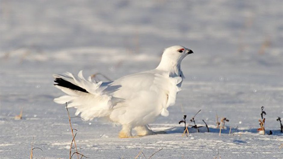 Арктическая куропатка