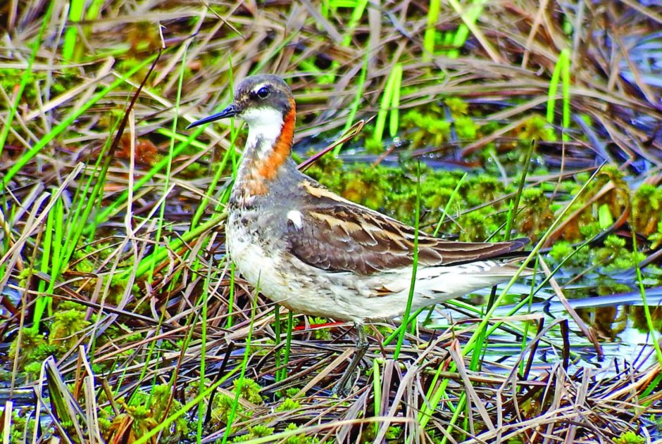 Круглоносый плавунчик птица