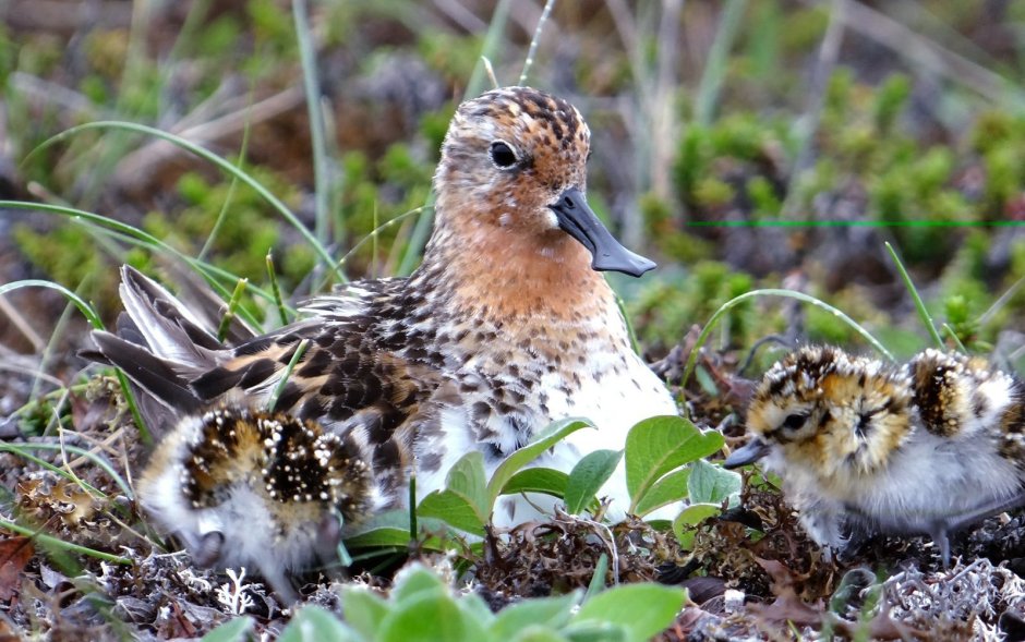 Кулик Лопатень