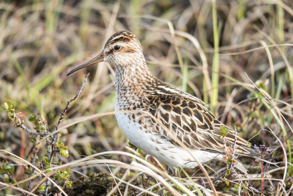 Кулик грязовик