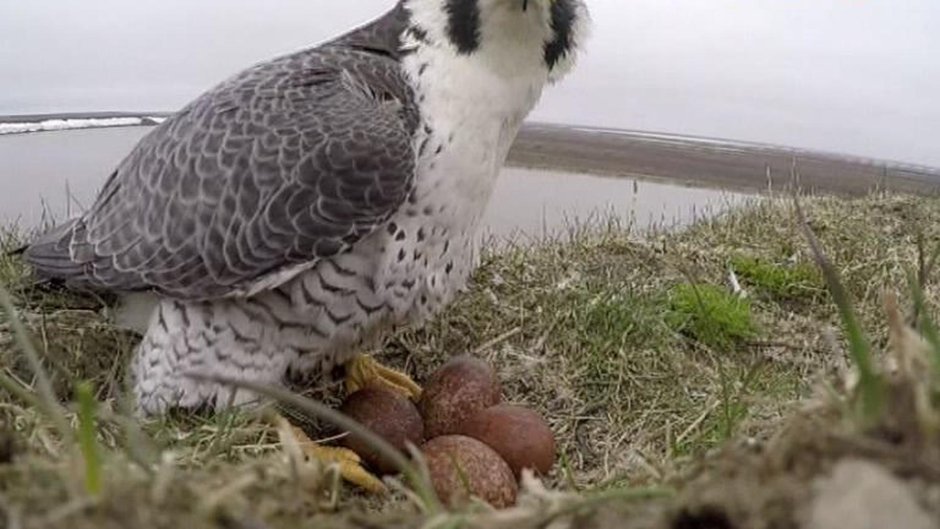 Хищные птицы Ямала