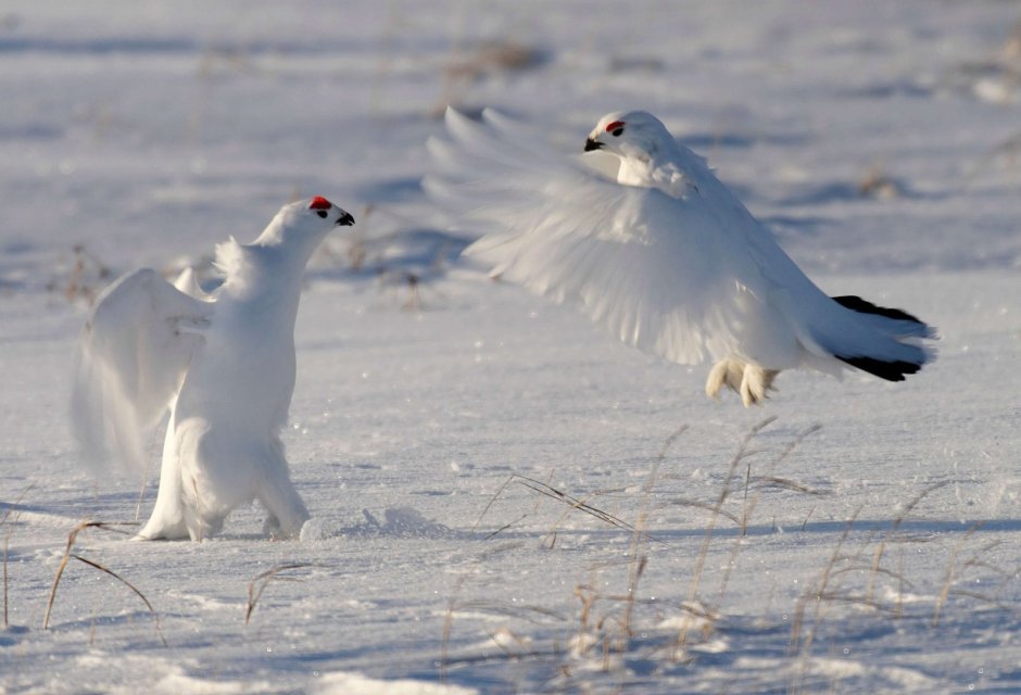 Тундровая куропатка