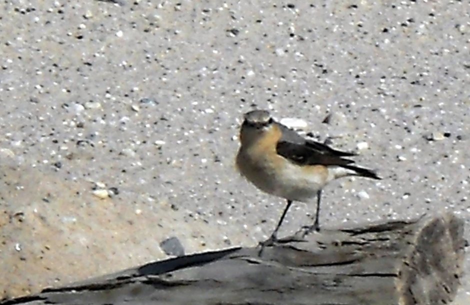 Птицы Ямала фото с названиями