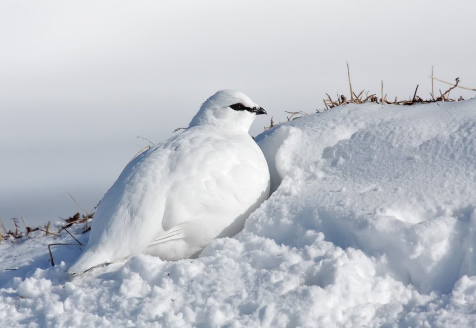 Белая куропатка в Арктике