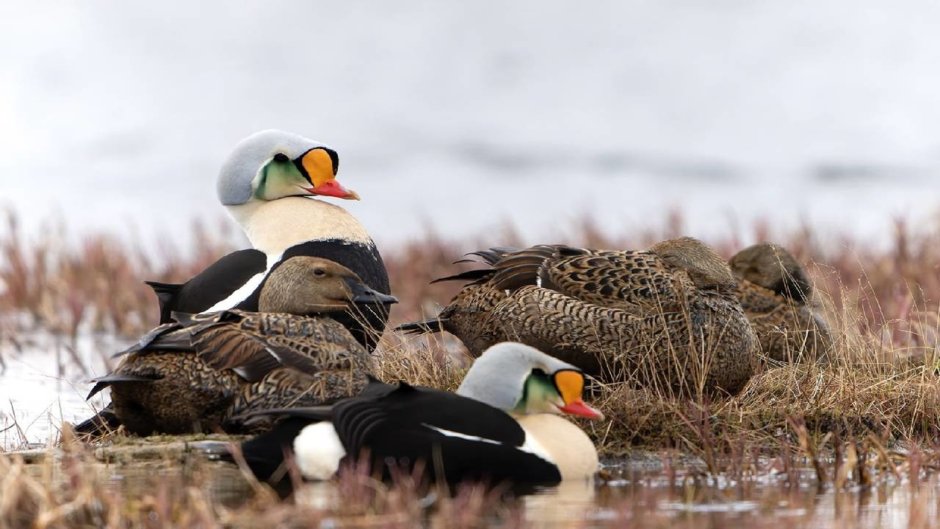 Селезень фото