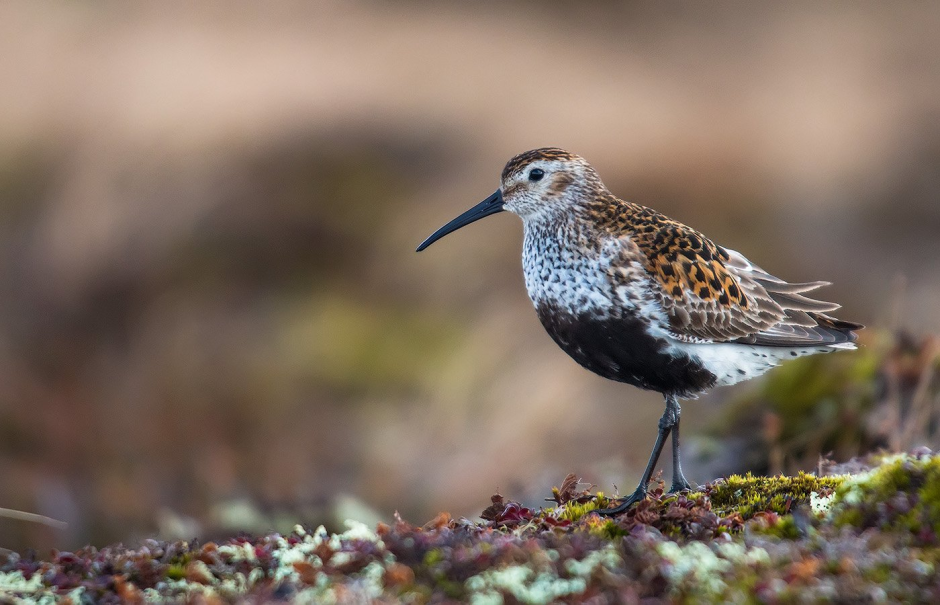 Чернозобик Calidris Alpina