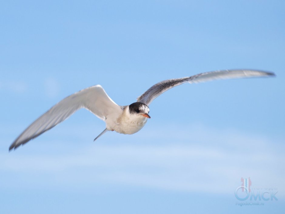 Птицы ЯНАО Чайки