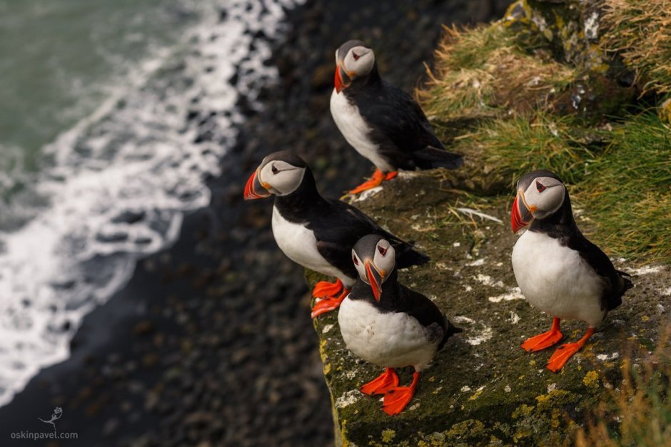 Тупики Исландия