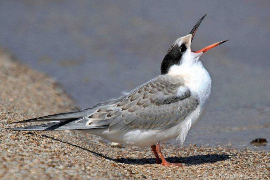 Крачка обыкновенная