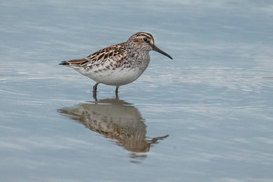 Limicola falcinellus