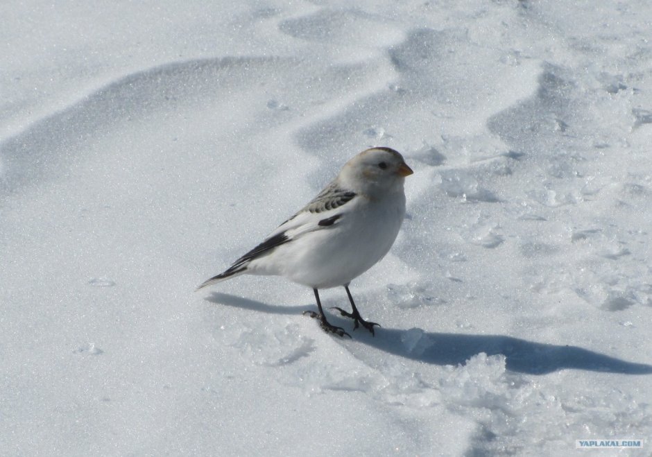 Белые птички зимой