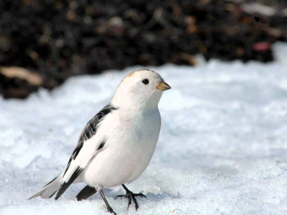 Северная птичка пуночка