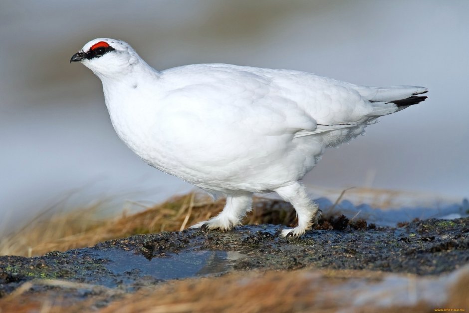 Среднерусская белая куропатка